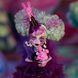 🖼️ Колекційна лялька Monster High Skullector SDCC Sweet Screams &mdash; Твайла (HYW02) &ndash; фото 11 ➤ Купити на TOYSLINE.com.ua ⭐ Швидка доставка