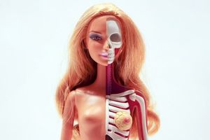 Модель анатомии Барби от Джейсона Фрини - подтверждение нереальности пропорций!
