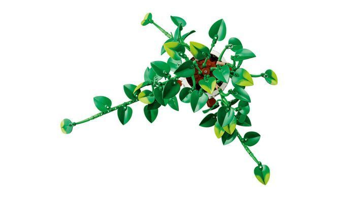 LEGO Botanicals Звислий епіпремнум золотистий (11512) &ndash; фото товару LEGO з категорії LEGO Botanicals. Оригінал, доставка по Україні