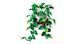 🖼️ LEGO Botanicals Звислий епіпремнум золотистий (11512) &ndash; фото 5 ➤ Купити на TOYSLINE.com.ua ⭐ Швидка доставка