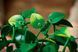 🖼️ LEGO Botanicals Звислий епіпремнум золотистий (11512) &ndash; фото 9 ➤ Купити на TOYSLINE.com.ua ⭐ Швидка доставка